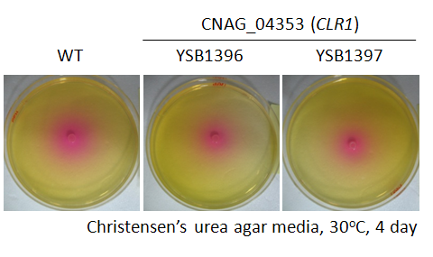 Urease phenotype for CNAG_04353T0