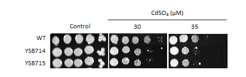 Heavy metal stress phenotype for CNAG_04398T0