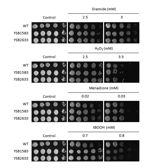 Oxidative stress phenotype for CNAG_04583T0