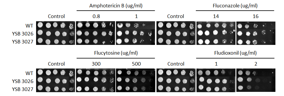 Antifungal drug susceptibility for CNAG_04586T0