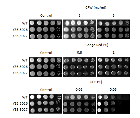 Cell wall stress phenotype for CNAG_04586T0