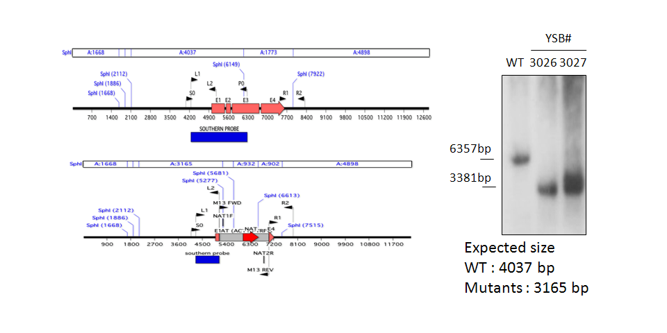 Gene disruption strategy for CNAG_04586T0
