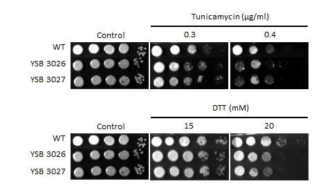 ER stress phenotype for CNAG_04586T0