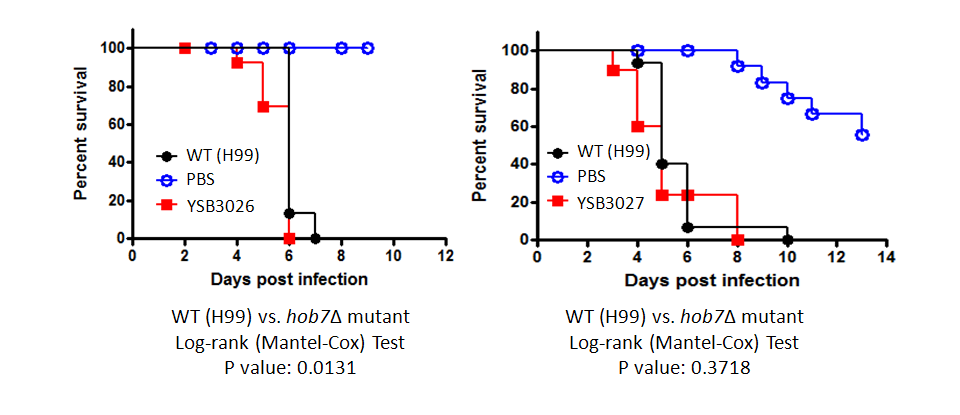 Galleria mellonella virulence data for CNAG_04586T0