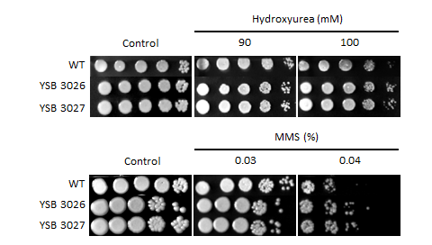 Genotoxic stress phenotype for CNAG_04586T0