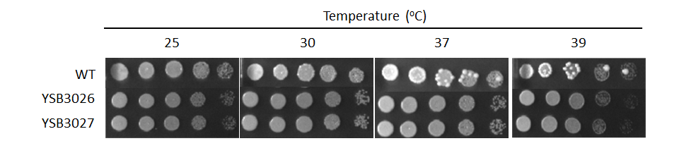 Growth phenotype for CNAG_04586T0