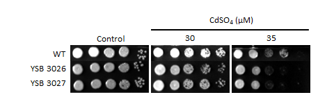 Heavy metal stress phenotype for CNAG_04586T0