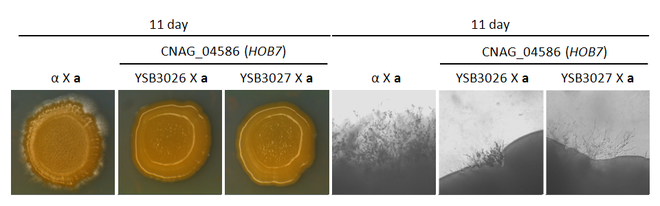 Mating phenotype for CNAG_04586T0