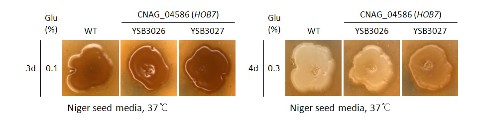 Melanin phenotype for CNAG_04586T0