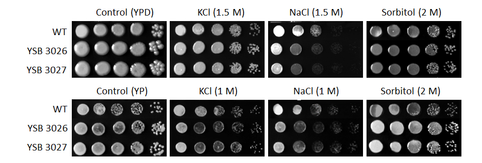 Osmotic stress phenotype for CNAG_04586T0