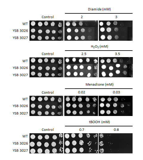 Oxidative stress phenotype for CNAG_04586T0