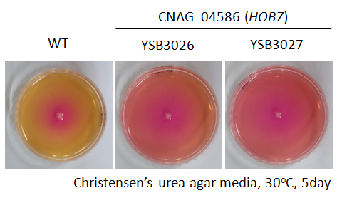 Urease phenotype for CNAG_04586T0