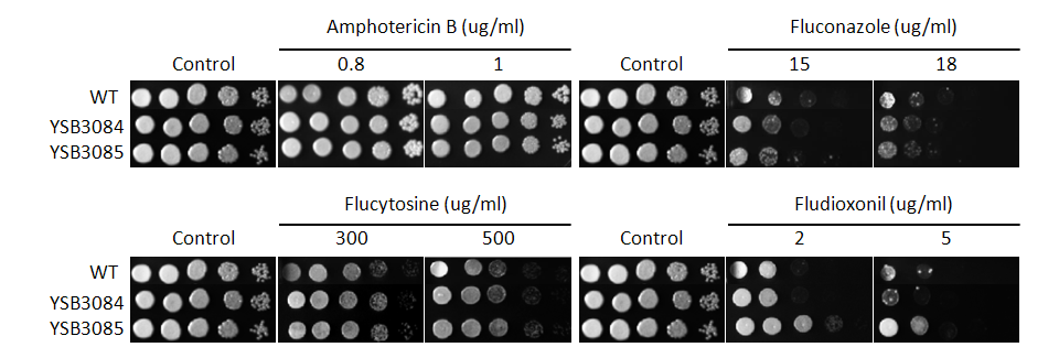 Antifungal drug susceptibility for CNAG_04774T1