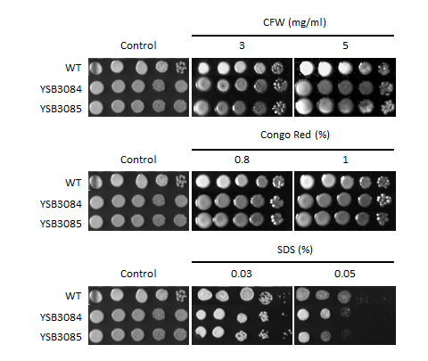 Cell wall stress phenotype for CNAG_04774T1
