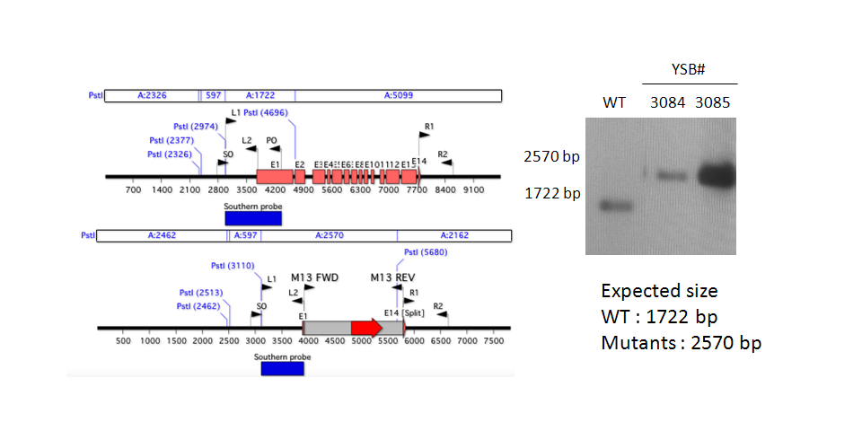Gene disruption strategy for CNAG_04774T1