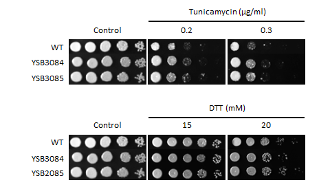 ER stress phenotype for CNAG_04774T1