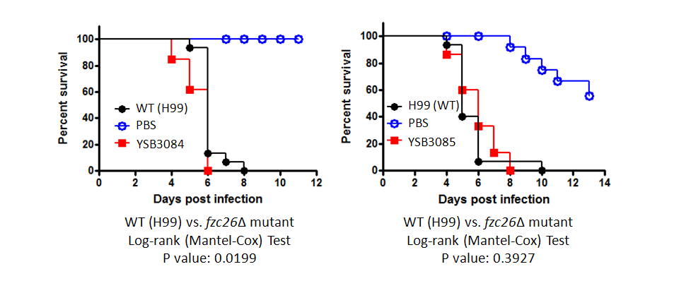 Galleria mellonella virulence data for CNAG_04774T1