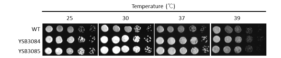 Growth phenotype for CNAG_04774T1