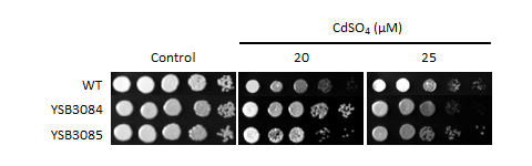 Heavy metal stress phenotype for CNAG_04774T1