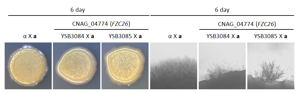 Mating phenotype for CNAG_04774T1