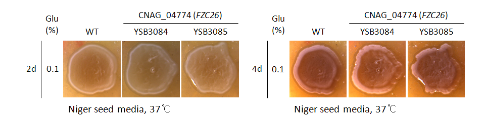 Melanin phenotype for CNAG_04774T1