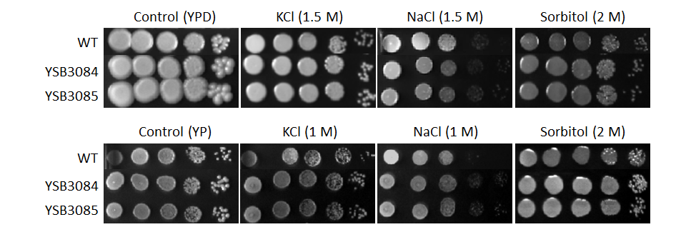 Osmotic stress phenotype for CNAG_04774T1