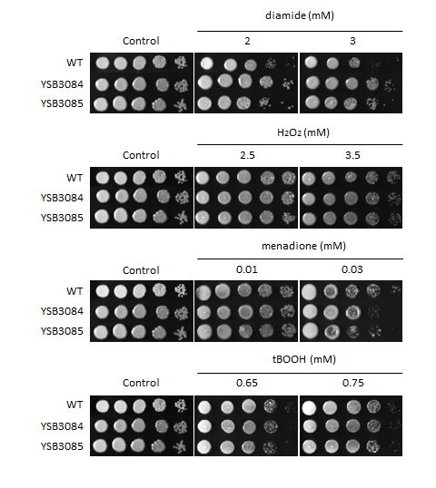 Oxidative stress phenotype for CNAG_04774T1