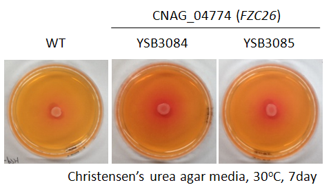 Urease phenotype for CNAG_04774T1