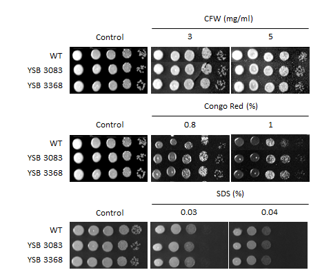 Cell wall stress phenotype for CNAG_04836T0