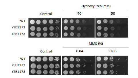 Genotoxic stress phenotype for CNAG_04837T0