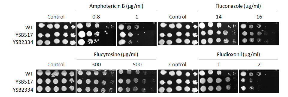 Antifungal drug susceptibility for CNAG_04841T0