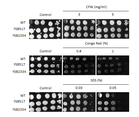 Cell wall stress phenotype for CNAG_04841T0