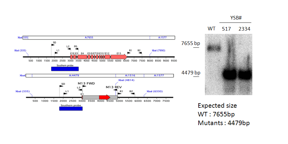 Gene disruption strategy for CNAG_04841T0