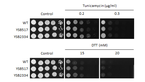 ER stress phenotype for CNAG_04841T0