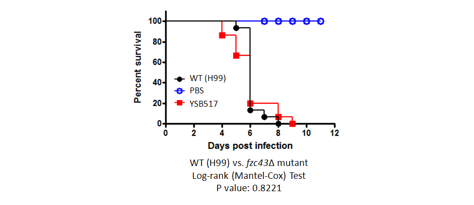 Galleria mellonella virulence data for CNAG_04841T0