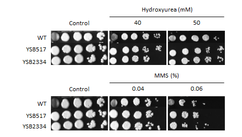 Genotoxic stress phenotype for CNAG_04841T0