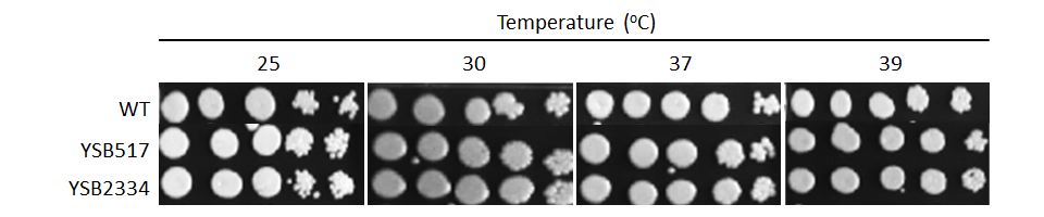 Growth phenotype for CNAG_04841T0