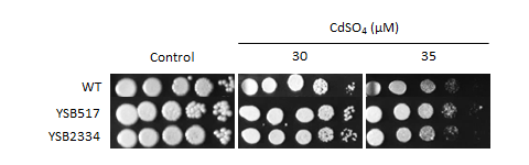Heavy metal stress phenotype for CNAG_04841T0