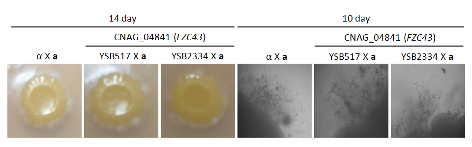 Mating phenotype for CNAG_04841T0