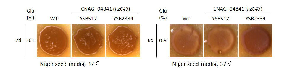 Melanin phenotype for CNAG_04841T0