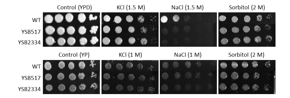 Osmotic stress phenotype for CNAG_04841T0