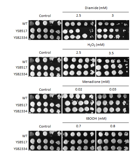 Oxidative stress phenotype for CNAG_04841T0