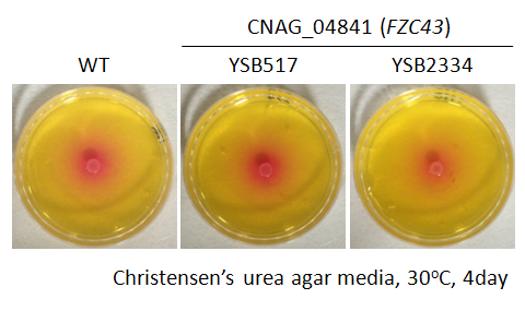 Urease phenotype for CNAG_04841T0