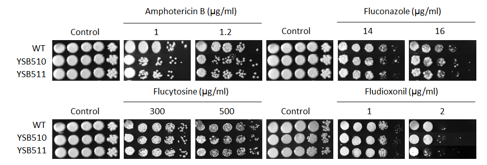 Antifungal drug susceptibility for CNAG_04878T1