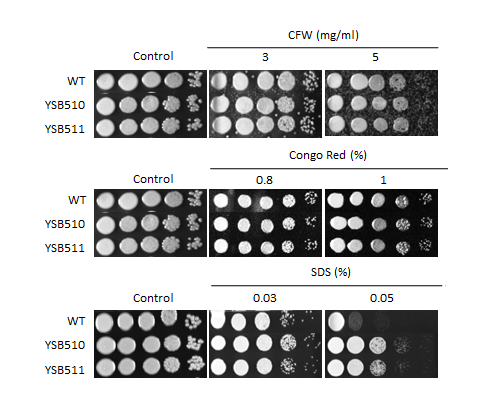 Cell wall stress phenotype for CNAG_04878T1