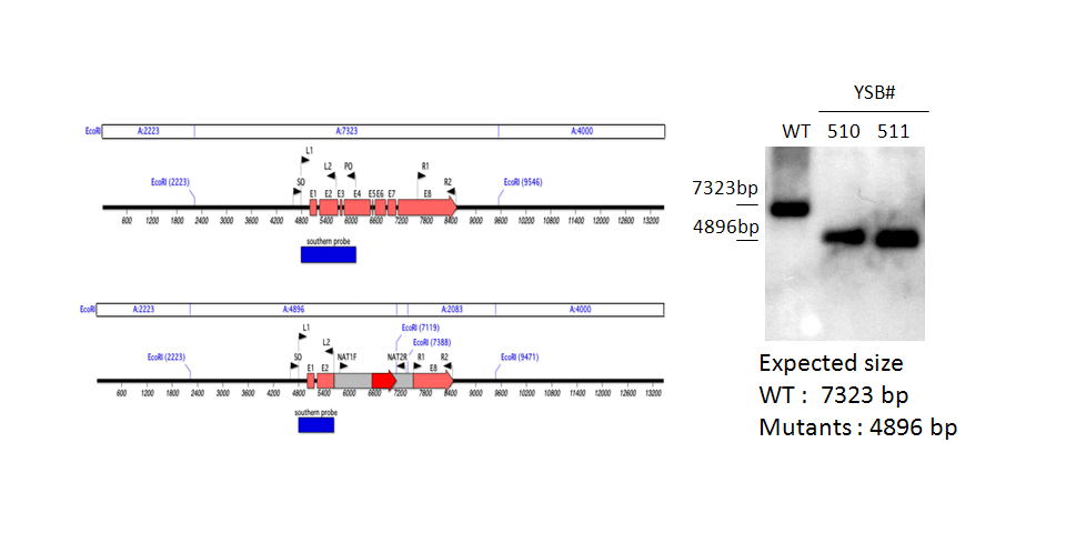 Gene disruption strategy for CNAG_04878T1