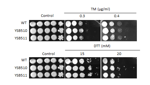 ER stress phenotype for CNAG_04878T1
