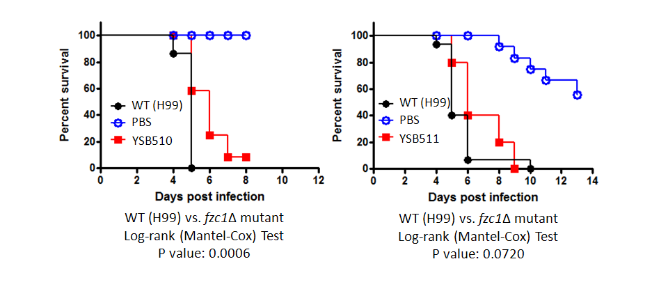 Galleria mellonella virulence data for CNAG_04878T1