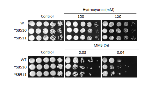 Genotoxic stress phenotype for CNAG_04878T1