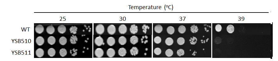 Growth phenotype for CNAG_04878T1